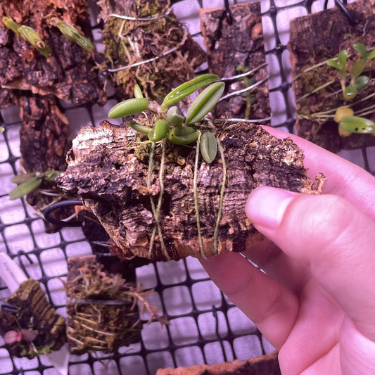 Bulbophyllum shepherdii, endemic to eastern Australia, is found in rainforests and wet forests from southeastern Queensland to southern New South Wales, between Nambour and Bega.