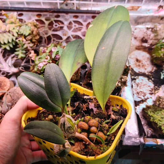Bulbophyllum sigaldiae is a rare and intriguing orchid species belonging to the genus Bulbophyllum. First described by Guillaumin in 1955, it is native to Vietnam and Thailand. This mini-miniature epiphytic orchid typically grows in tropical or subtropical forests, often on tree trunks or branches in shaded, humid environments, at elevations of around 900 to 1500 meters. It thrives in warm to cool conditions.