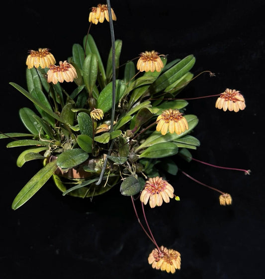 Bulbophyllum sikkimense (AKA Bulbophyllum Roxburghii) is a miniature epiphytic orchid native to the eastern Himalayas, including Sikkim, Bhutan, and northeastern India. It thrives in warm, humid tropical jungles at elevations ranging from 250 to 850 meters, making it well-suited for terrariums where humidity and temperature can be easily controlled.