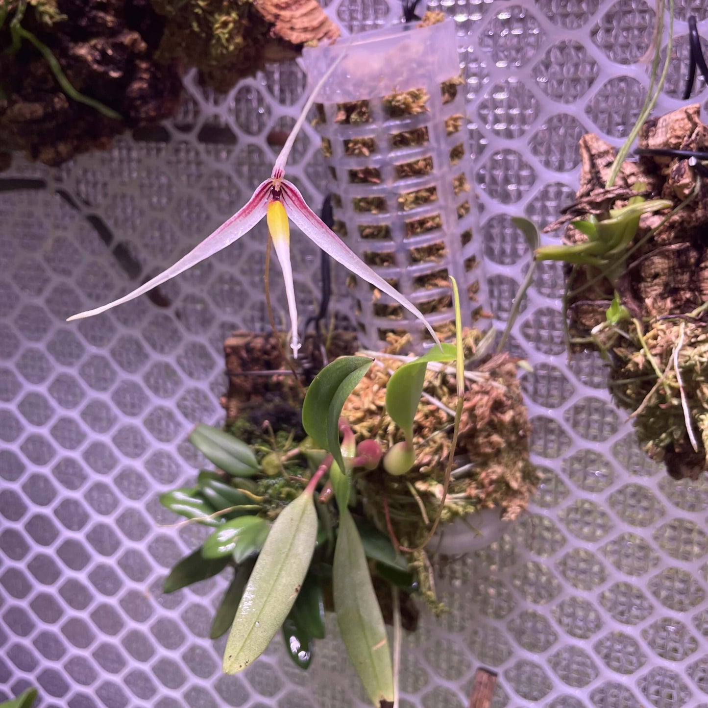 Bulbophyllum speciosum Schltr., described in 1912, is an accepted orchid species endemic to New Guinea, where it thrives as an epiphyte in wet tropical forests.