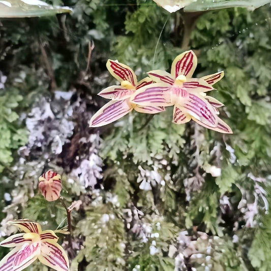 Bulbophyllum striatum is a mini-miniature, epiphytic orchid native to high-altitude regions of the Eastern Himalayas and Southeast Asia. It exhibits tightly spaced, pear- to ovoid-shaped, purple, wrinkled pseudobulbs, each topped with a single leathery leaf that’s green on the surface and purple-blotched beneath. In autumn, the plant produces short inflorescences (5–8 cm long) bearing 2–4 inverted, light greenish-yellow flowers with purple veins and a striped lip.