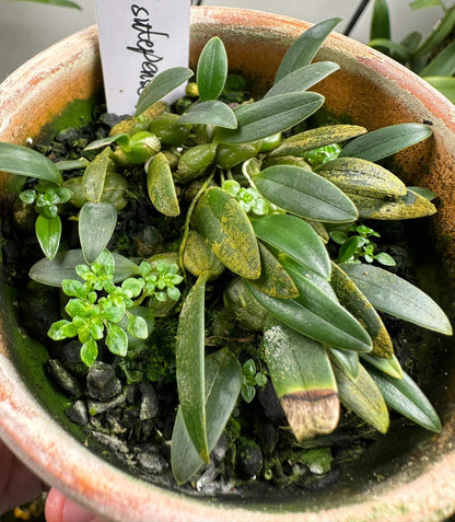 Bulbophyllum sutepense is a captivating miniature orchid species native to subtropical regions of Southeast Asia, including Yunnan (China), Vietnam, Thailand, Laos, and Myanmar. This epiphytic orchid thrives at elevations between 600 and 1,600 meters, typically growing on tree trunks in sparse woodlands.