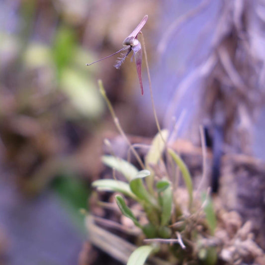 Bulbophyllum tentaculiferum is a rare and fascinating miniature orchid species native to the montane forests of Papua New Guinea. Endemic to elevations around 2,300 meters, it thrives in cool to cold conditions, making it an intriguing choice for specialized orchid collections.