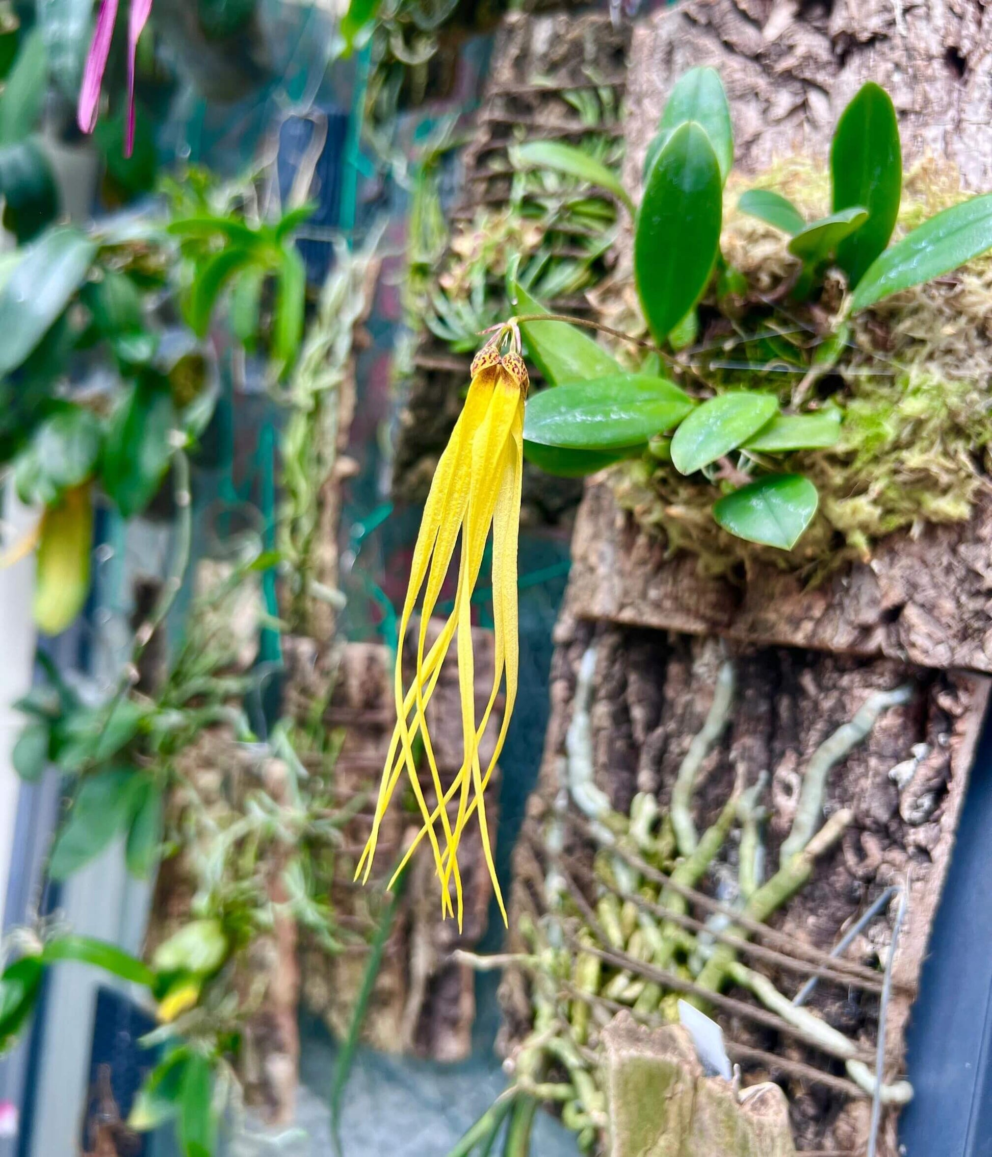 Bulbophyllum thiurum is a rare miniature epiphytic orchid native to lowland swamps in Johor, Malaysia. First described in 2005 by botanists Jaap J. Vermeulen and Peter O’Byrne, it belongs to the Bulbophyllum sect. Plumata, which includes species like Bulbophyllum plumatum and Bulbophyllum mirum.