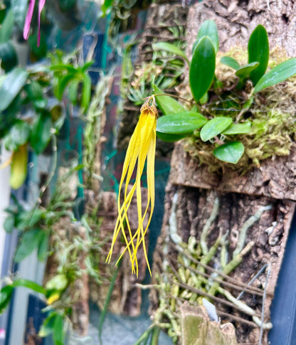 Bulbophyllum thiurum is a rare miniature epiphytic orchid native to lowland swamps in Johor, Malaysia. First described in 2005 by botanists Jaap J. Vermeulen and Peter O’Byrne, it belongs to the Bulbophyllum sect. Plumata, which includes species like Bulbophyllum plumatum and Bulbophyllum mirum.