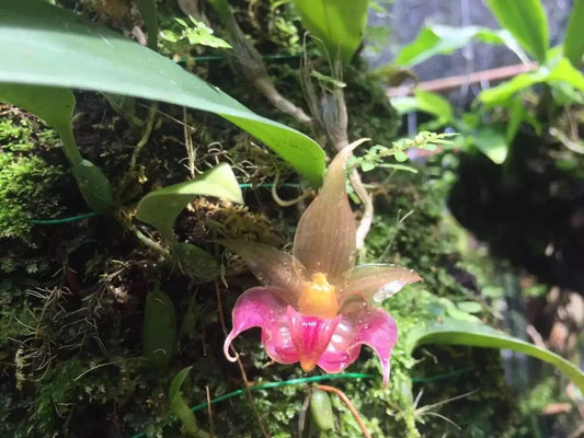 Bulbophyllum translucidum is an orchid species endemic to the Philippines, specifically found on the islands of Samar, Leyte, and Agusan del Sur. It was formally described in 2016 by Kindler, Bustamante, and Ferreras. The name translucidum refers to the glossy, translucent edges of its sepals and petals.