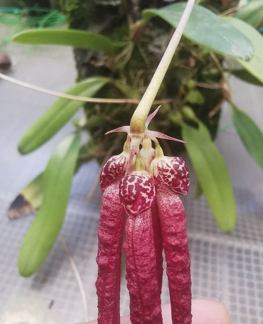Bulbophyllum treschii