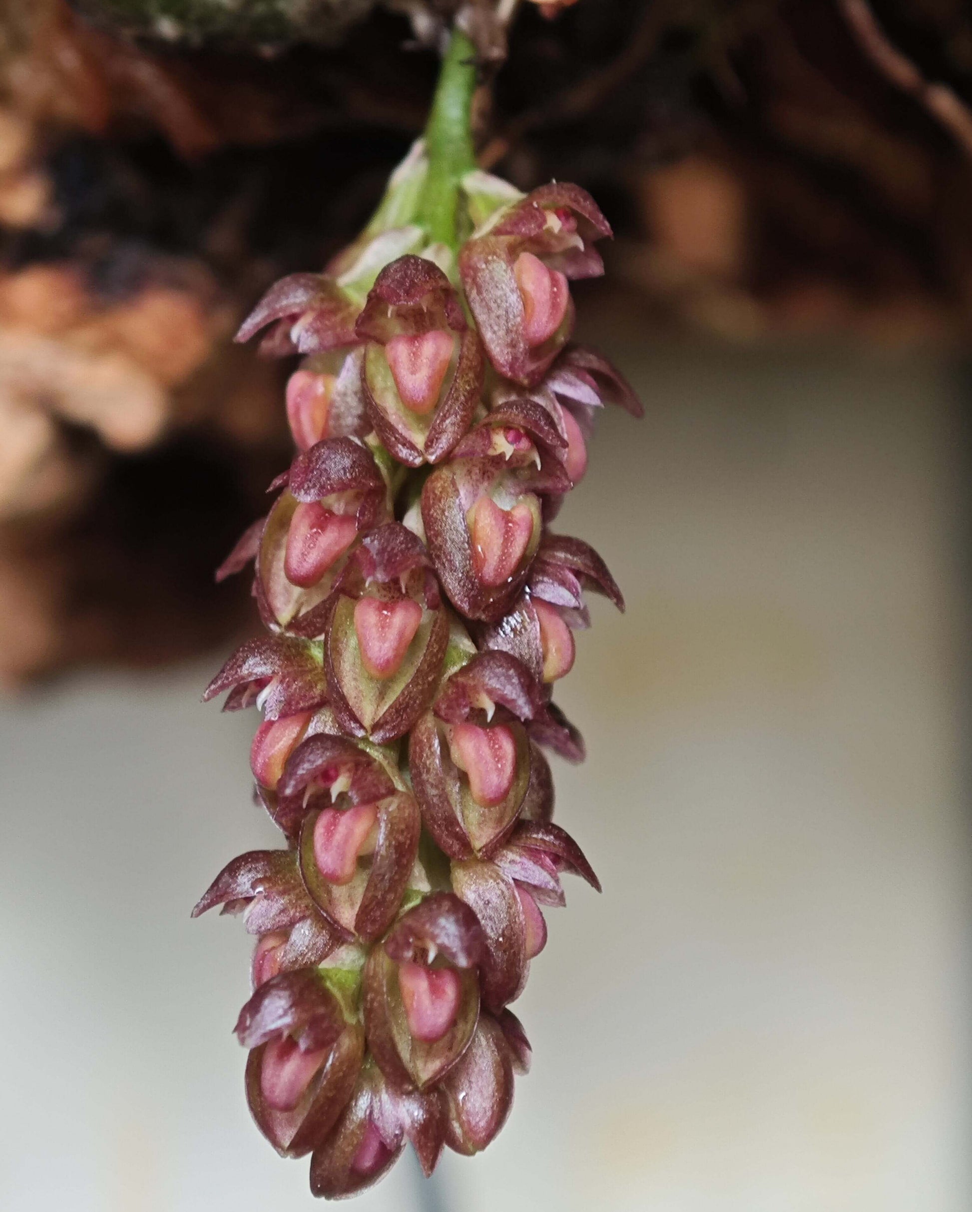 Bulbophyllum triste is a distinctive miniature orchid species native to the subtropical montane forests of Southeast Asia. Belonging to the Bulbophyllum genus, it is renowned for its unique floral morphology and adaptability to various growing conditions.