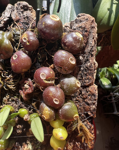 Bulbophyllum triste is a distinctive miniature orchid species native to the subtropical montane forests of Southeast Asia. Belonging to the Bulbophyllum genus, it is renowned for its unique floral morphology and adaptability to various growing conditions.