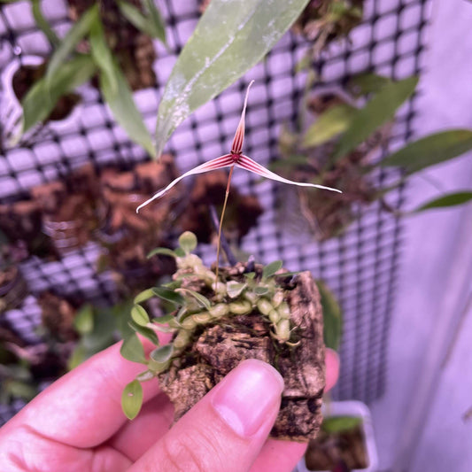 Bulbophyllum tristriatum is an epiphytic orchid species native to the tropical rainforests of Borneo (Sabah) and the Malay Peninsula. It belongs to the Bulbophyllum genus, which is renowned for its diverse and often peculiar floral morphology.