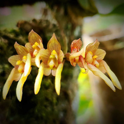 Bulbophyllum umbellatum is found throughout tropical South and Southeast Asia, including the western and eastern Himalayas, Assam (India), Nepal, Bhutan, Myanmar, Thailand, southern China, Vietnam, and Taiwan.
