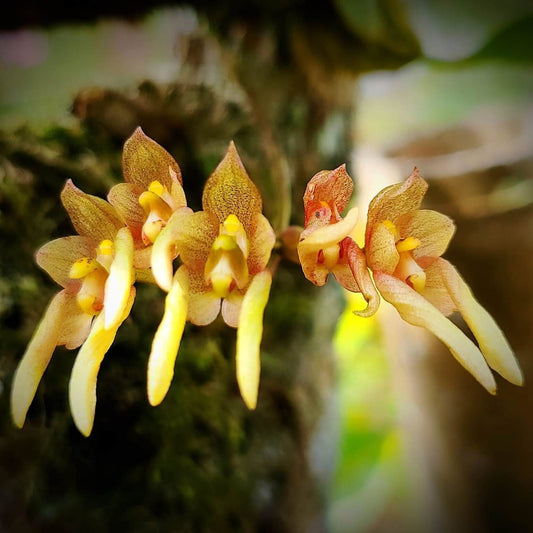 Bulbophyllum umbellatum is found throughout tropical South and Southeast Asia, including the western and eastern Himalayas, Assam (India), Nepal, Bhutan, Myanmar, Thailand, southern China, Vietnam, and Taiwan.