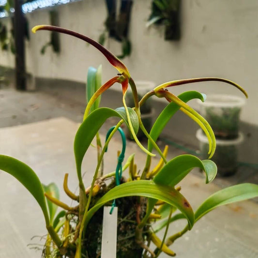 Bulbophyllum unitubum is a small epiphytic orchid species described by J.J. Smith in 1929. It belongs to the section Hyalosema and is native to Indonesia, Papua New Guinea, and Borneo, typically growing at elevations of 160–500 m on the lower trunks of large trees in rainforest margins and semi-deciduous forests.
