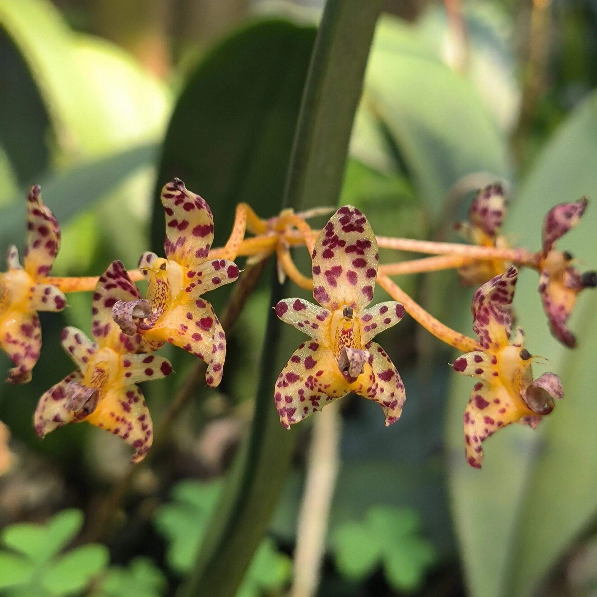 Bulbophyllum violaceolabellum is native to southern Yunnan in China, as well as Laos and Vietnam, where it grows at elevations of about 700–800 meters. It occurs in sparse forests and on limestone slopes, either as an epiphyte on trees or as a lithophyte on rocks.