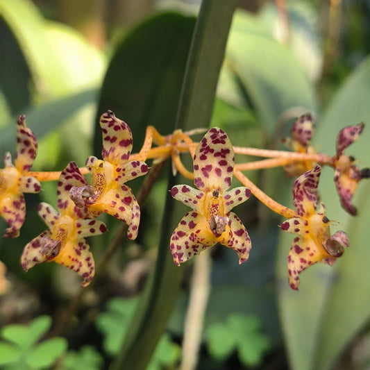 Bulbophyllum violaceolabellum is native to southern Yunnan in China, as well as Laos and Vietnam, where it grows at elevations of about 700–800 meters. It occurs in sparse forests and on limestone slopes, either as an epiphyte on trees or as a lithophyte on rocks.