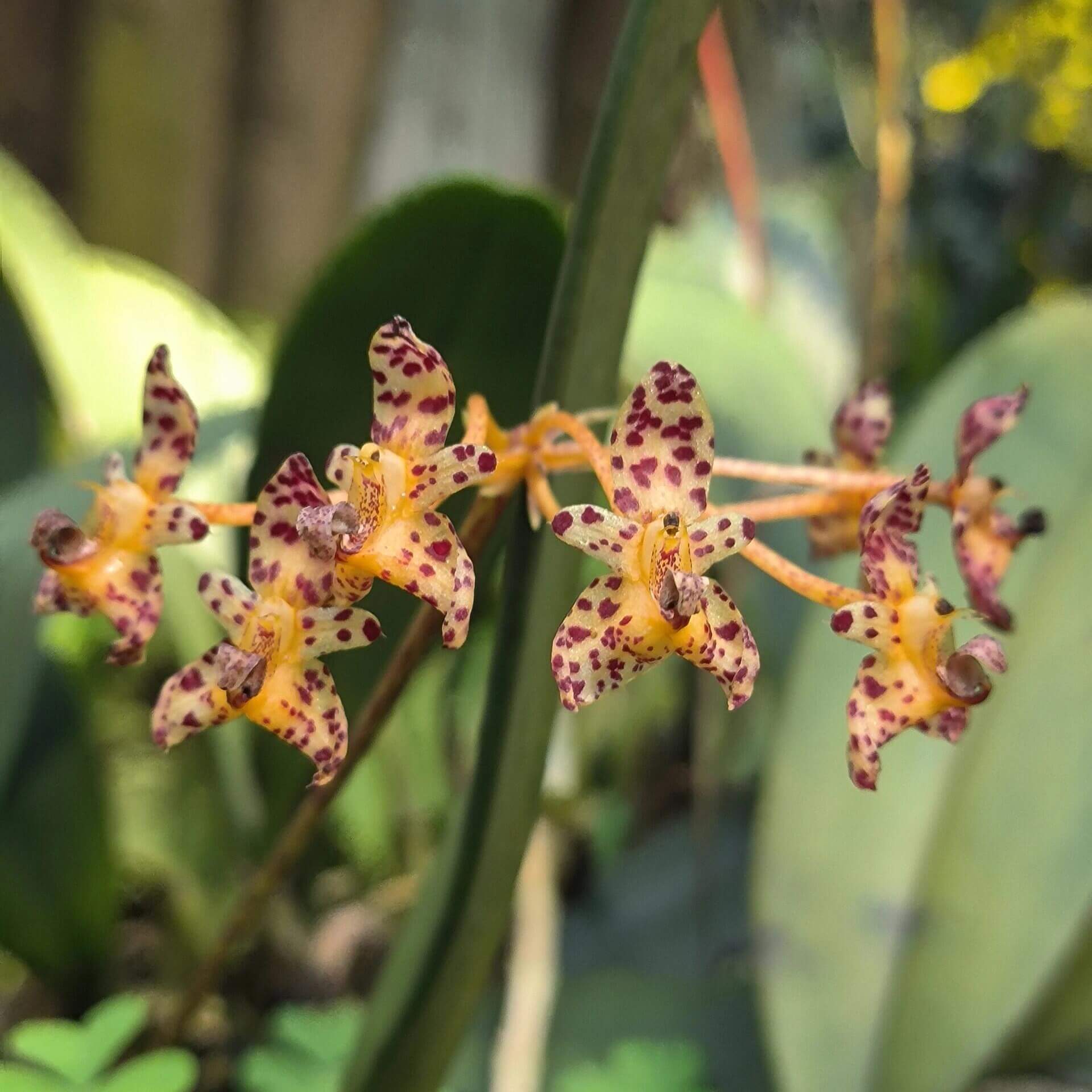 Bulbophyllum violaceolabellum is native to southern Yunnan in China, as well as Laos and Vietnam, where it grows at elevations of about 700–800 meters. It occurs in sparse forests and on limestone slopes, either as an epiphyte on trees or as a lithophyte on rocks.