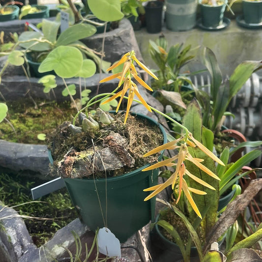 Bulbophyllum wallichii is an epiphytic orchid species native to Southeast Asia, including regions such as Assam, India, the eastern Himalayas, Bhutan, Sikkim, Nepal, Myanmar, Thailand, and Vietnam.