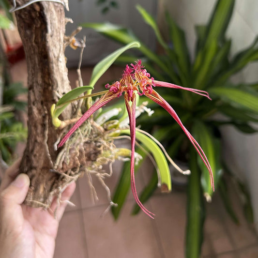 Bulbophyllum wendlandianum is found in parts of Myanmar, Laos, and Thailand, typically growing epiphytically or lithophytically in warm- to cool-growing montane forests at elevations between 200 and 1,800 meters.