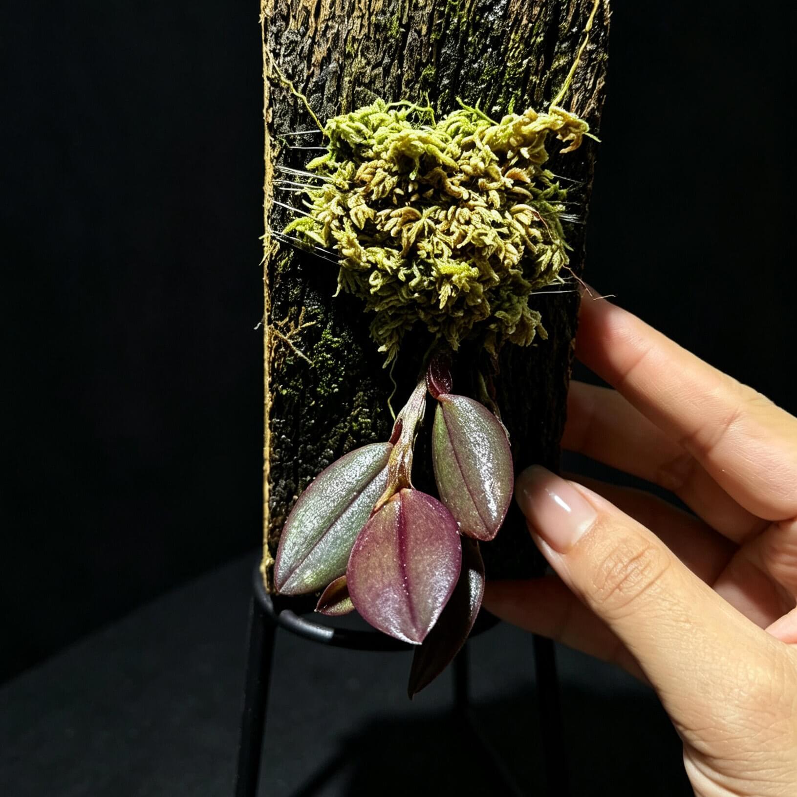 Bulbophyllum xanthomelanon is a rare miniature epiphytic orchid endemic to the montane forests of Sulawesi, Indonesia, where it grows at elevations of around 1,200 m (3,900 ft). The plant features creeping rhizomes with closely spaced, oval pseudobulbs, each supporting a single leathery green leaf. It produces a solitary flower approximately 1 cm (0.4 in) across on a short inflorescence.