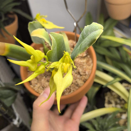 Bulbophyllum yingjiangense B.M. Wang & J.W. Zhai was formally described in 2017. It is found in subtropical regions from Bhutan to Yunnan Province in southwestern China. This species grows as a cool-growing epiphyte on tree trunks in montane forests at elevations of 1,400–1,700 meters.