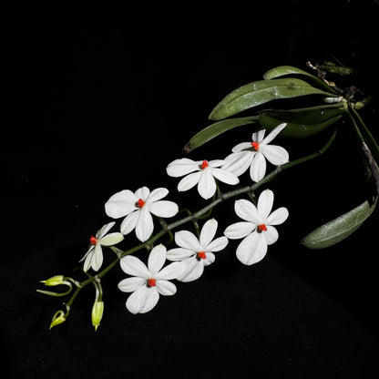 Aerangis citrata × Aerangis luteo-alba is a primary hybrid between two miniature African epiphytic orchids.