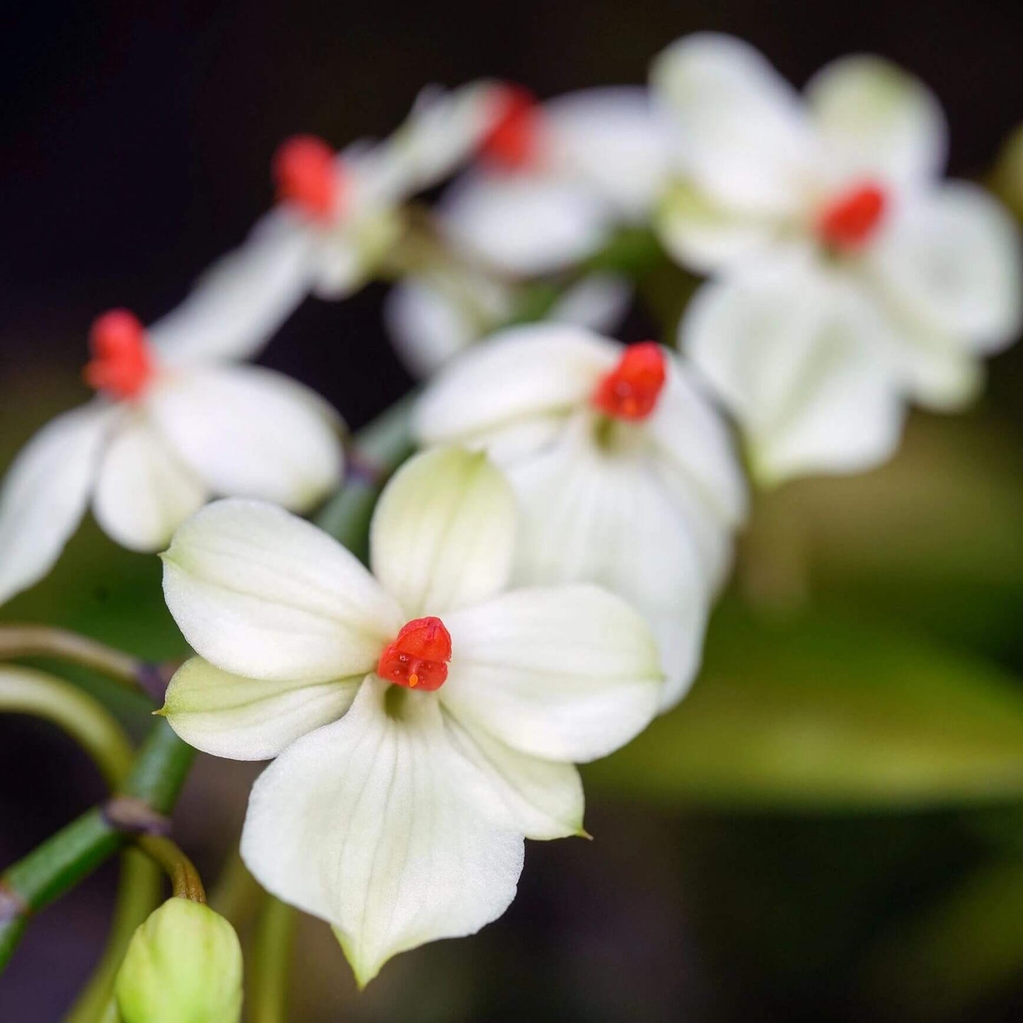 Aerangis luteoalba var. rhodosticta is a miniature epiphytic orchid native to tropical Africa, where it grows on small branches and twigs in humid riverine forests at mid to high elevations.