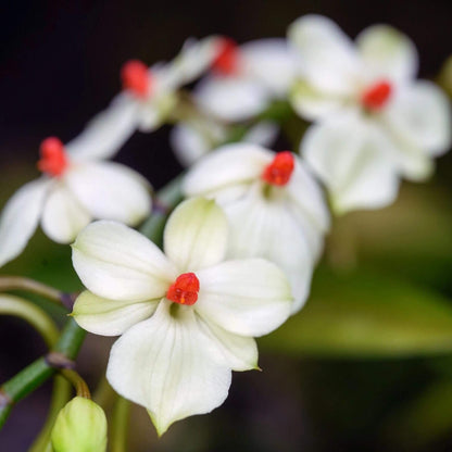 Aerangis luteoalba var. rhodosticta is a miniature epiphytic orchid native to tropical Africa, where it grows on small branches and twigs in humid riverine forests at mid to high elevations.