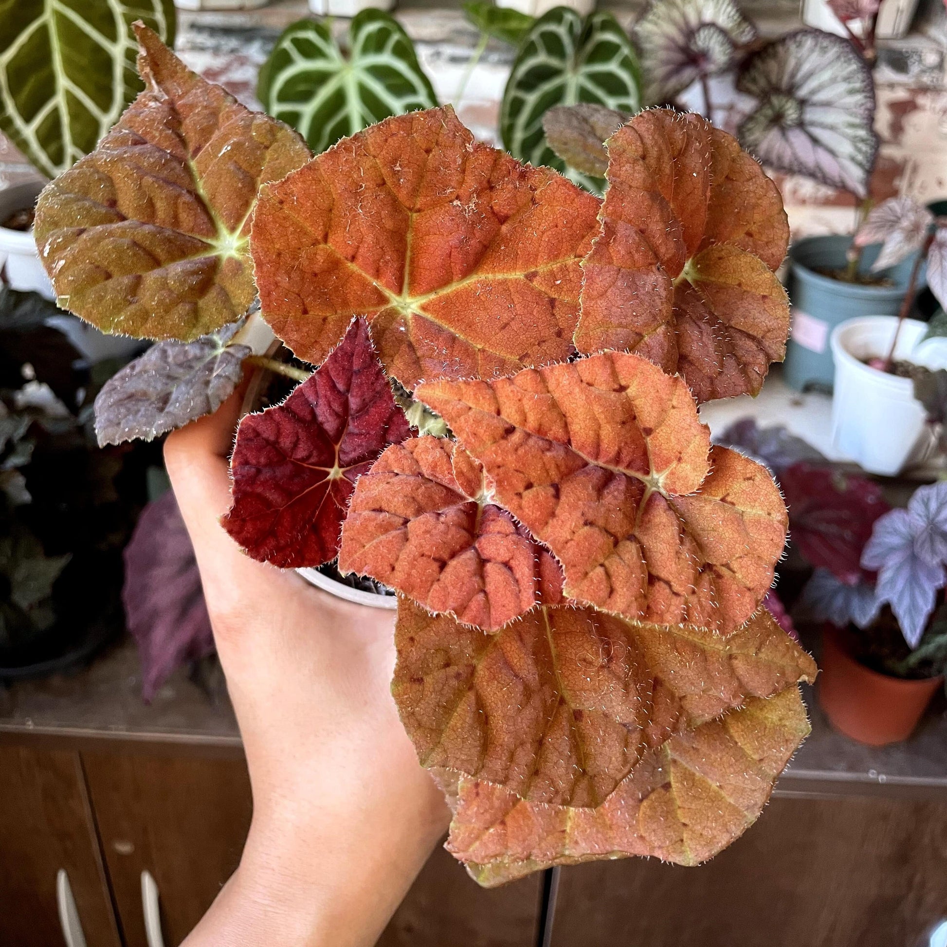 Begonia 'Autumn Ember' is a gorgeous hybrid begonia that combines beauty and ease of care. With its striking orange juvenile leaves and delicate pink flowers, this begonia is a fantastic choice for anyone looking to add vibrant color to their indoor plant collection. Known for its compact growth and unique foliage, Autumn Ember thrives in bright, indirect light and can be a focal point in any room.