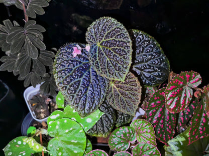 Begonia Black Mountain is a captivating begonia cultivar known for its unique, deeply textured leaves and bold color contrasts. This stunning hybrid, believed to be a cross between Begonia dracopelta and Begonia baik, features dramatic, dark foliage that transitions from deep green to nearly black, making it a striking addition to any indoor garden or plant collection. The plant’s bushy growth habit further enhances its visual appeal, creating a bold and beautiful focal point.