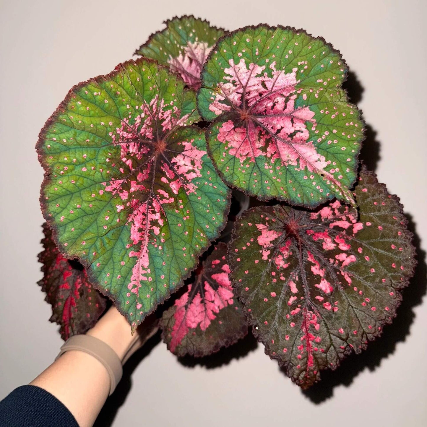 Begonia Dinner showcases striking foliage defined by rich layers of color. At its center, deep brown tones blend seamlessly with vibrant pink markings, creating a bold focal point. This transitions into a bright green mid-section, accented by fine pink streaks. Along the outermost edge, a dark brown border frames the leaf, adding depth and contrast. Scattered pink speckles across the surface give each leaf a uniquely artistic, hand-painted charm.