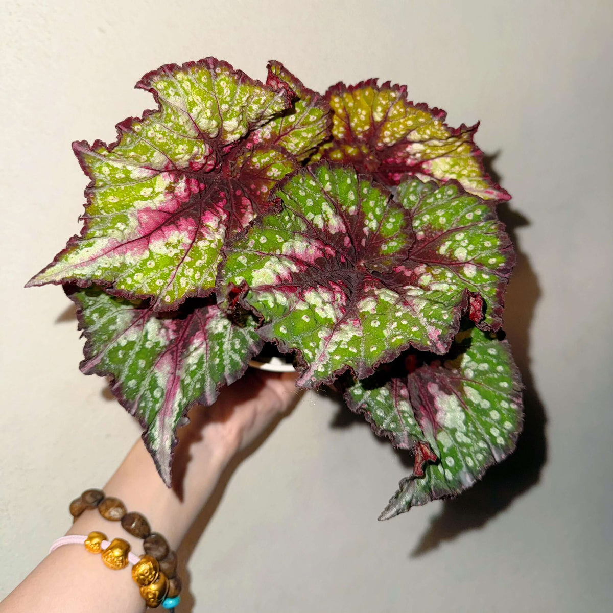 Begonia Lace Polka is a striking variation of Begonia Carnival, distinguished by its greener foliage and intricate, colorful patterns. Its large, asymmetrical leaves feature a beautiful blend of silvery-white markings, rich green patches, vivid pink areas, and deep burgundy veins and margins. Compared with the more purple-toned Begonia Carnival, Lace Polka displays a greener overall appearance, creating a fresh yet dramatic contrast between its metallic silver, green, and pink coloration.