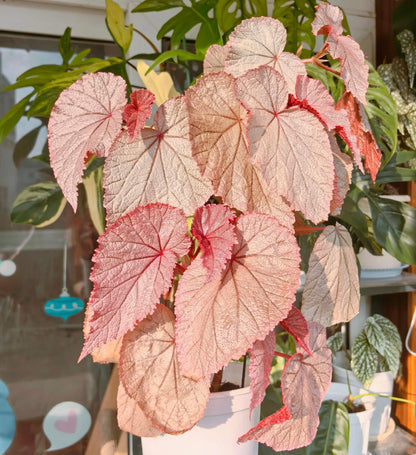 Begonia U093 is an unidentified species valued for its highly ornamental foliage. It features striking, metallic-looking leaves covered with fine red hairs, with silvery-green surfaces accented by subtle red or rosy tones, giving the plant a distinctive and elegant appearance.