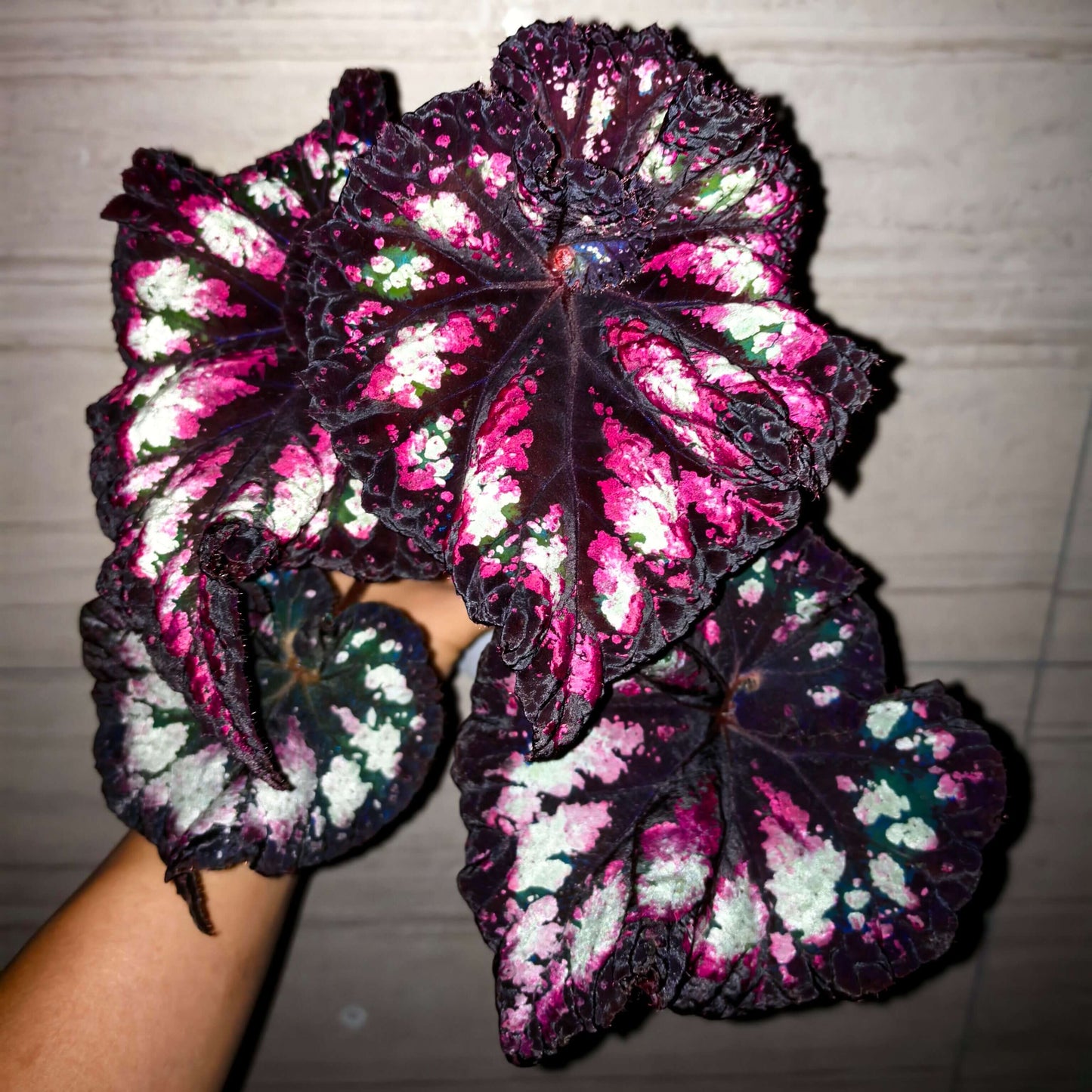 Begonia ‘Celebration’ is a striking foliage begonia prized for its dramatic, painterly leaves. The nearly round leaves have gently ruffled edges and a deep, velvety black-purple base, splashed with vivid shades of rose pink, soft blush, and occasional hints of pale green. These irregular markings radiate from the center along the leaf veins, creating a dynamic, firework-like effect.