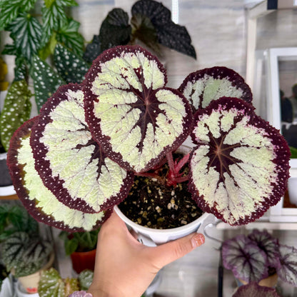 Begonia ‘Dress Code’ features leaves with a bold, high-contrast pattern. The center of each leaf and the outer margin are very dark, appearing deep burgundy to nearly black. The dark edge is sprinkled with fine silver-white speckles that add subtle texture and sparkle. Between the dark center and the dark margin lies a broad silver-white band that follows the leaf veins, creating a layered, symmetrical look. This refined contrast gives the plant an elegant, almost tailored appearance.