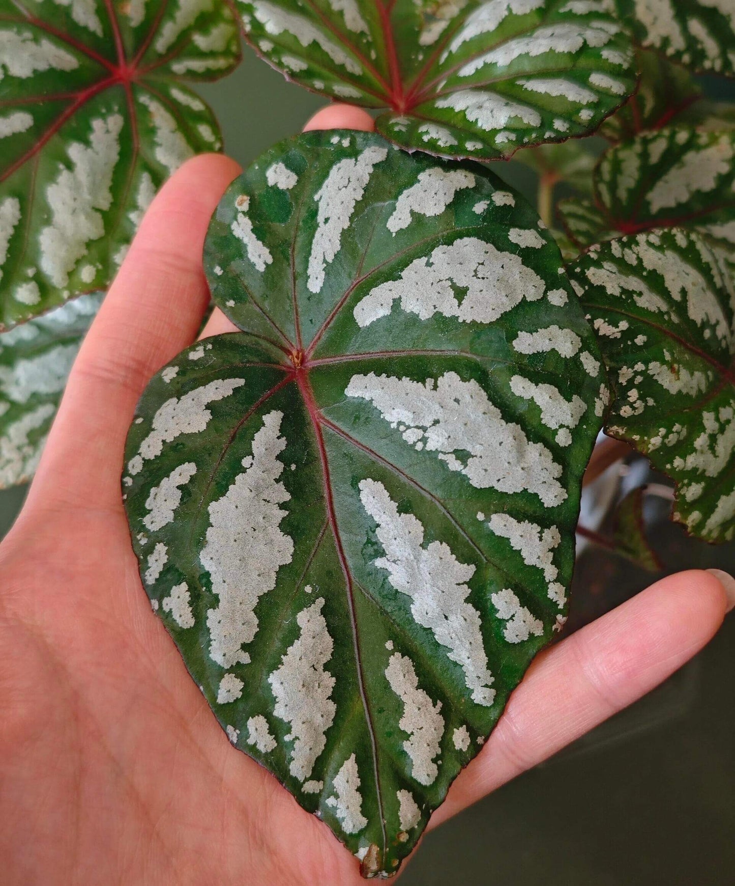 Begonia ‘Tropical Girl’ features leaves with a rich green base color, overlaid with irregular silvery-white mottling that appears brush-painted and radiates outward along the main veins, creating strong depth and contrast. The veins and petioles display subtle reddish tones, adding a distinctive touch of tropical elegance.