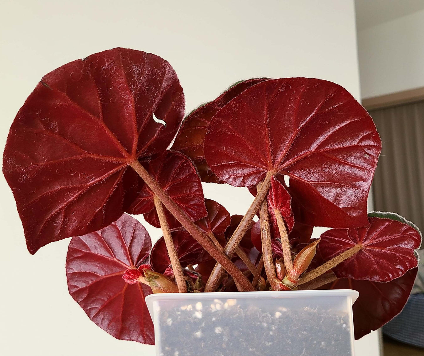 Begonia acetosa is a species in the family Begoniaceae, native to southeastern Brazil, particularly in Atlantic Forest regions such as areas near Rio de Janeiro. The species is noted for its ornamental foliage, and its leaves have a mildly sour taste. The name acetosa is derived from Latin, meaning “acidic” or “vinegar-like,” referring to this characteristic flavor of the leaves.