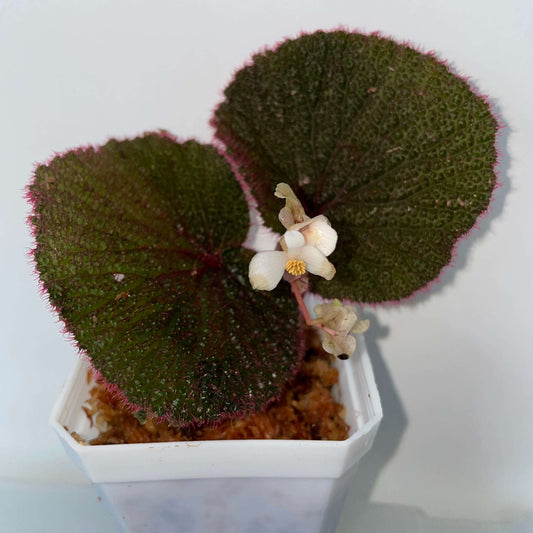 Begonia baik is a stunning species native to Borneo, known for its beautiful, velvety foliage and high humidity requirements. With dense magenta-red hairs on the undersides of its leaves, this begonia brings vibrant colors and unique textures to any collection. Perfect for experienced gardeners, Begonia baik thrives in terrariums or other humidity-controlled environments, offering an exotic and rare addition to your plant collection.