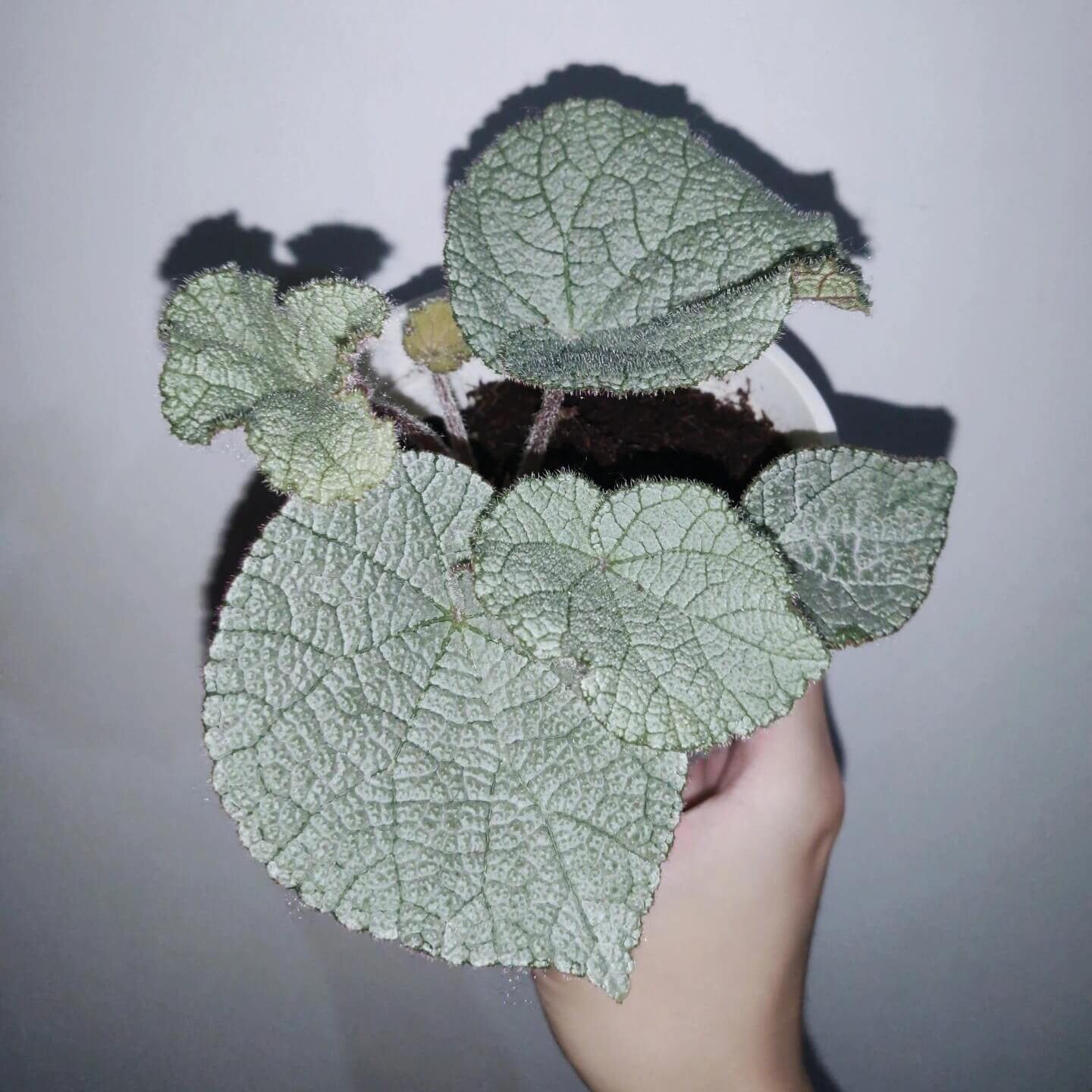 Begonia cf. filiformis white form is a rare and fascinating Begonia species, native to the subtropical regions of Guangxi, China, and northern Vietnam. It is characterized by its silvery-white leaves, which give the plant a distinctive and elegant appearance.