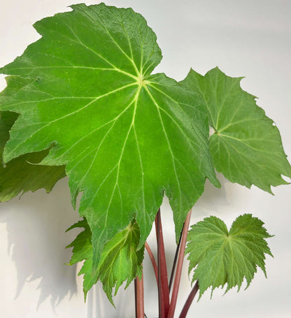 Begonia edulis is a tropical perennial species in the Begoniaceae family, native to regions of Central and South America as well as parts of Asia such as China and Vietnam. It typically grows in moist, shaded forest habitats, producing asymmetrical, serrated leaves and small flowers that are often white with yellow centers. Under low light conditions, its foliage may exhibit a subtle iridescence, reflecting a faint bluish sheen.