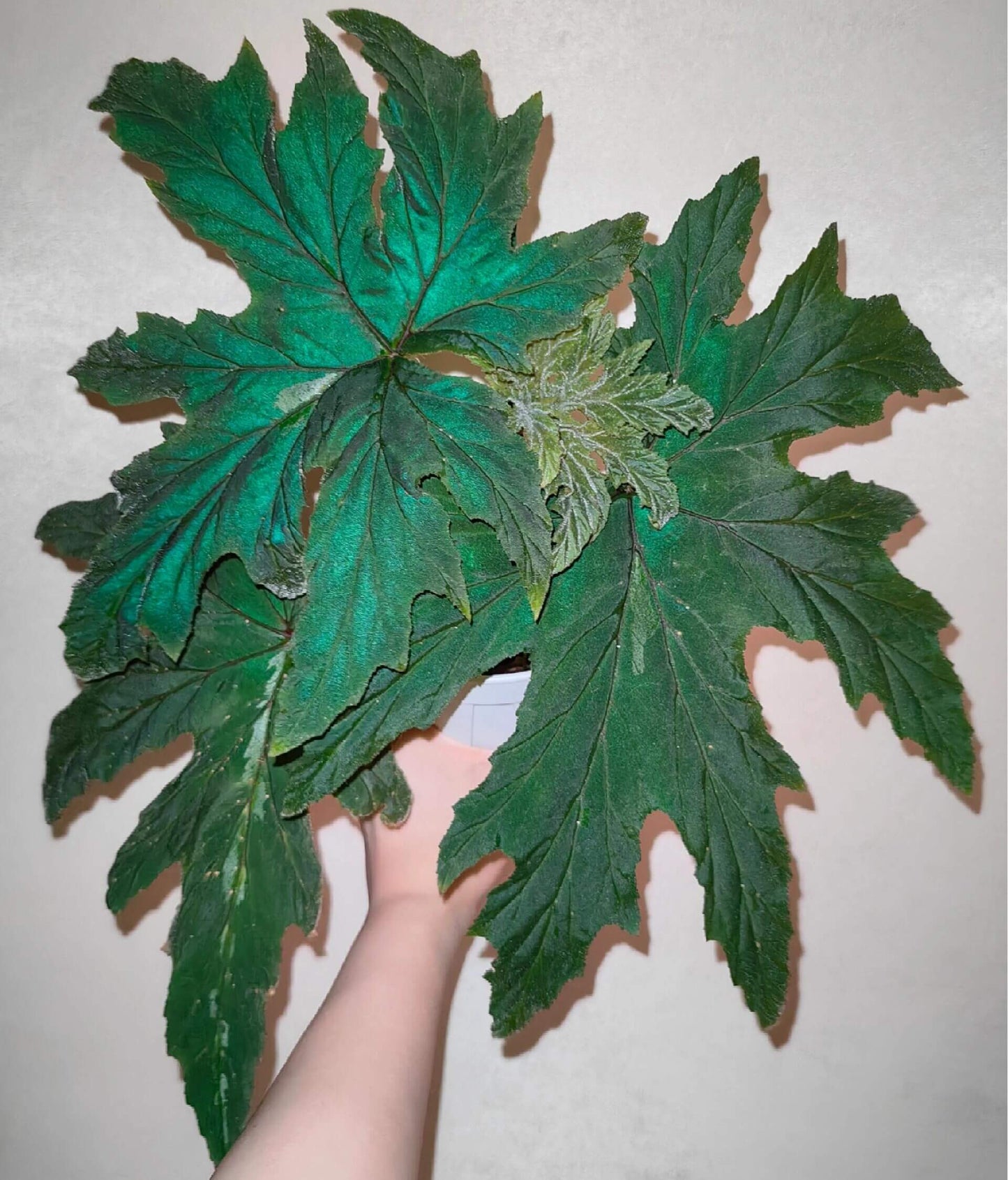 Begonia leathermaniae is a striking and rare species known for its large, palmate leaves that feature a unique central stripe. As a young plant, the central stripe is highly visible, creating a bold contrast with the dark green background. However, as the plant matures, the stripe fades slightly, giving way to a more uniform leaf color while still retaining its captivating appearance.