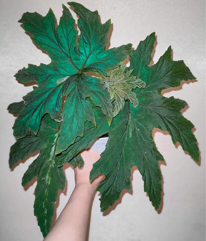 Begonia leathermaniae is a striking and rare species known for its large, palmate leaves that feature a unique central stripe. As a young plant, the central stripe is highly visible, creating a bold contrast with the dark green background. However, as the plant matures, the stripe fades slightly, giving way to a more uniform leaf color while still retaining its captivating appearance.