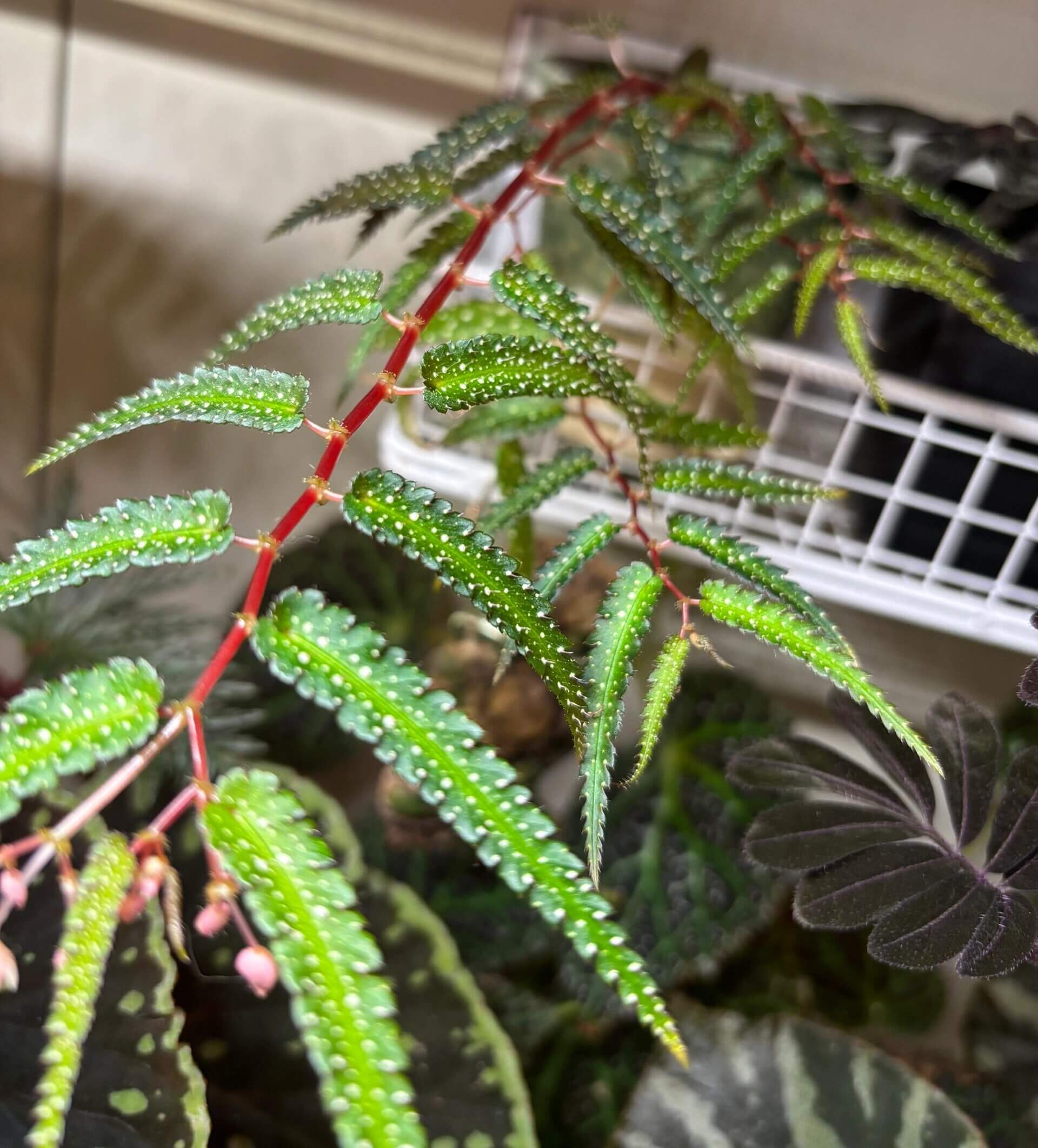 Begonia pteridiformis ‘White Spot’ is a rare tropical begonia species endemic to southern Thailand, particularly in the wet limestone regions of the peninsula’s evergreen forests. Its narrow, lance-shaped leaves are rich green and adorned with small white spots, adding a striking decorative pattern. The leaves are symmetrically arranged along the stems, giving the plant a graceful fern-like appearance.