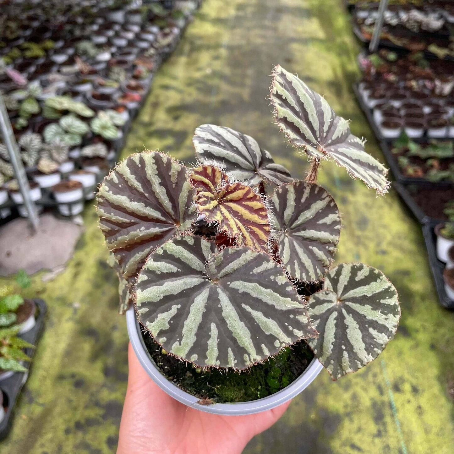 Begonia sp. Blood Moon is a striking begonia species native to China. Known for its vibrant, rich foliage, Begonia sp. Blood Moon features deep green or blood-red leaves, complemented by distinctive light green or yellow radial stripes emanating from the center of the leaf. These bold patterns create an eye-catching contrast, making this begonia a standout piece in any plant collection.