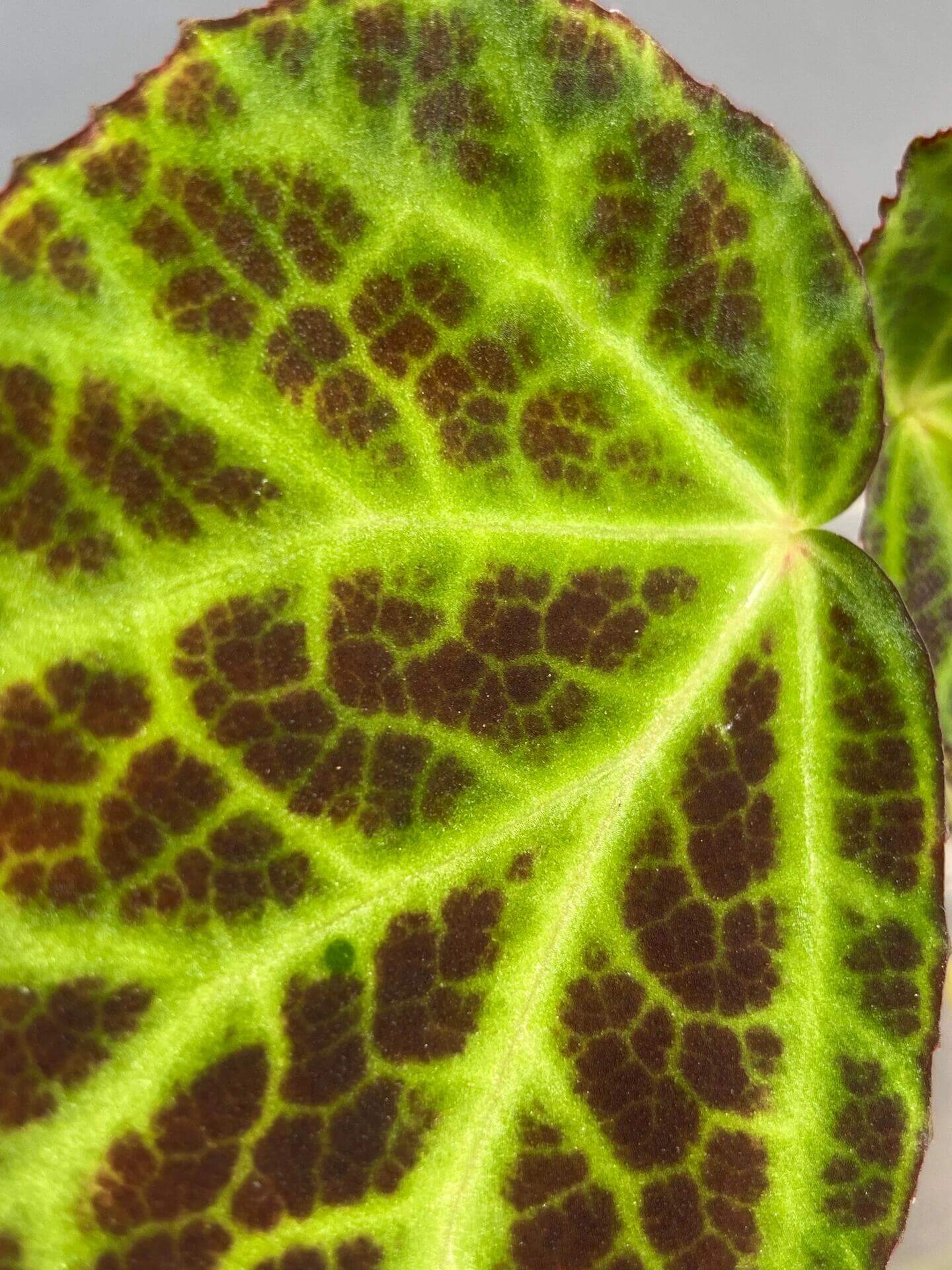 Begonia sp. Kalimantan is a beautiful begonia species native to Kalimantan, Indonesia. This begonia features striking green leaves with bright yellow-green veins, accented by a clear, net-like vein pattern. The vein areas have a lovely brownish tint, and the overall leaf shape is elegantly serrated, adding to its visual appeal. The contrast of vibrant colors and intricate leaf patterns makes this begonia a standout choice for collectors or experienced gardeners.