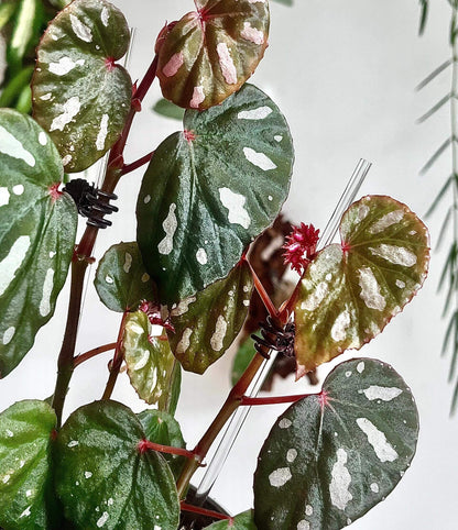 Begonia sp. Lahad Datu is a captivating begonia species native to the Lahad Datu district in Sabah, Malaysia. Known for its beautiful, distinctive foliage, this begonia features deep green leaves with a touch of red in the center, highlighted by bold white spots and irregular patterns. The unique and vibrant foliage remains striking as the plant matures, making it a standout addition to any collection.