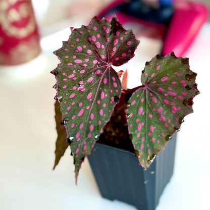 Begonia sp. Pink Spots Sarawak is a visually striking begonia species native to Sarawak, Malaysia. The deep green leaves are dotted with bright, vivid pink or white spots, creating a bold contrast against the dark backdrop of the foliage. The serrated leaf edges add texture and definition, further enhancing the begonia's beauty. This begonia is an eye-catching addition to any collection, thanks to the unique combination of its colorful spots and rich, dark leaves.