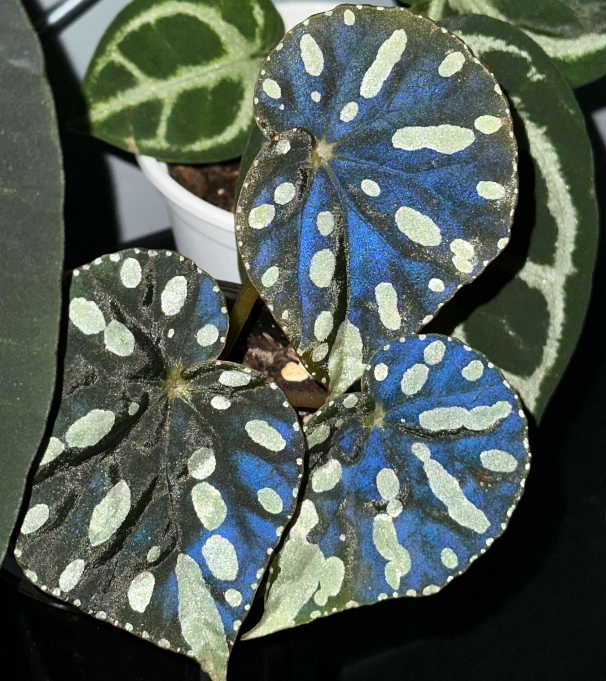 Begonia sp. Zebra is a striking foliage begonia admired for its bold, patterned leaves. Native to Vietnam, it features round to heart-shaped leaves with a muted olive-green background decorated with irregular pale lime-green spots and elongated markings that radiate from the center, creating a distinctive zebra-like pattern.