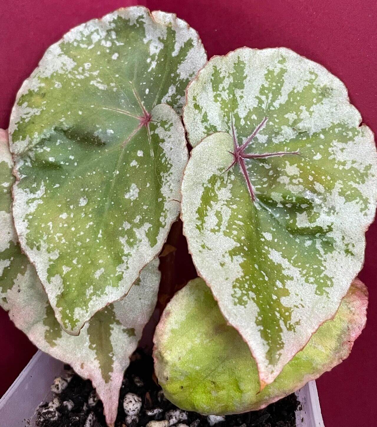 Begonia sp. Temuyuk is a stunning begonia species native to the Temuyuk region. Known for its striking green leaves with silver-white edges, this begonia adds a unique touch of elegance to any collection. The vibrant contrast of colors and the species' distinct leaf patterns make it an excellent choice for both experienced plant collectors and enthusiasts alike.