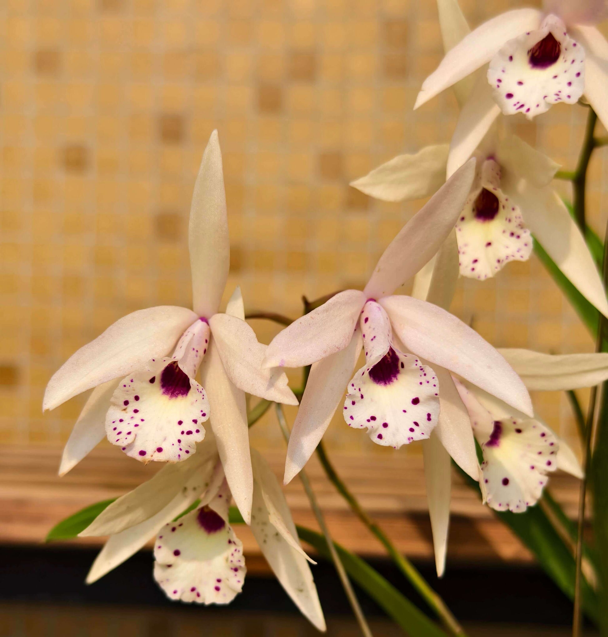Brassolaeliocattleya Petite Stars is an orchid hybrid resulting from a cross between Brassocattleya Richard Mueller × Laelia rubescens (*syn. Cattleya rubescens). This hybrid is characterized by its star-shaped flowers, typically displayed in soft shades of pink to yellow, with blooms often featuring a funnel-shaped pink lip marked with red spotting, giving the flowers an elegant and refined appearance.
