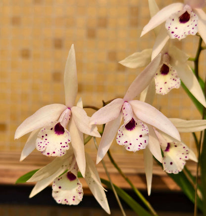 Brassolaeliocattleya Petite Stars is an orchid hybrid resulting from a cross between Brassocattleya Richard Mueller × Laelia rubescens (*syn. Cattleya rubescens). This hybrid is characterized by its star-shaped flowers, typically displayed in soft shades of pink to yellow, with blooms often featuring a funnel-shaped pink lip marked with red spotting, giving the flowers an elegant and refined appearance.